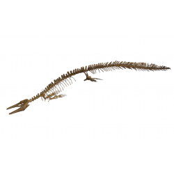 Mosasaur halisaurus arambourgi skeleton
