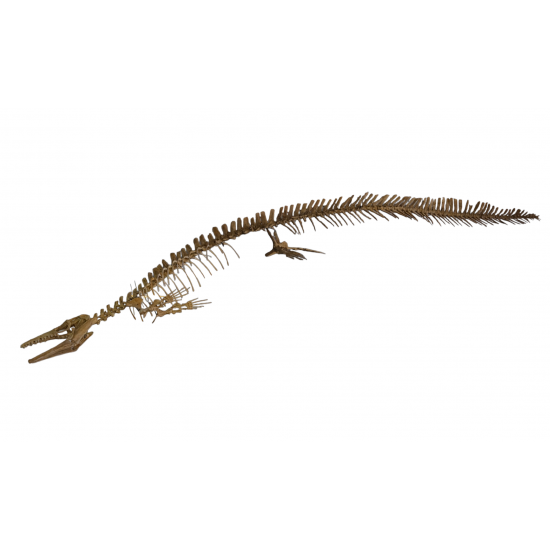 Mosasaur halisaurus arambourgi skeleton