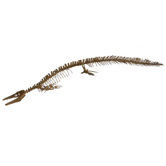 Mosasaur halisaurus arambourgi skeleton