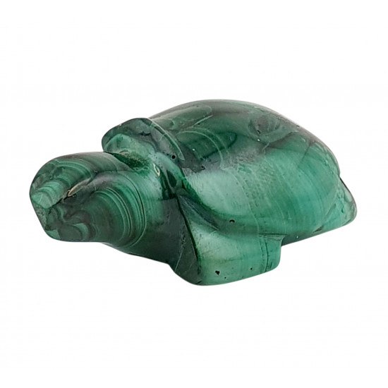 turtle malachite