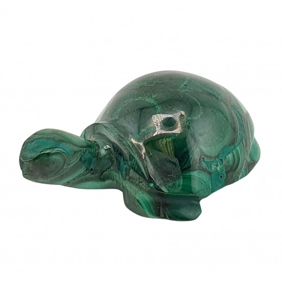 turtle malachite