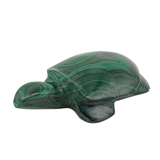 turtle malachite