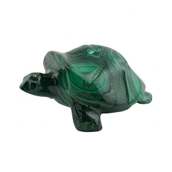 turtle malachite