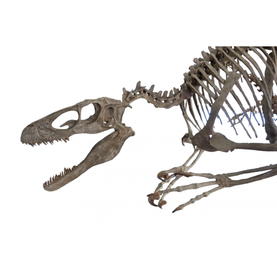 Deinonychus antirrhopus