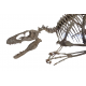 Deinonychus antirrhopus