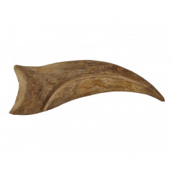spinosaurus aegypticus claw