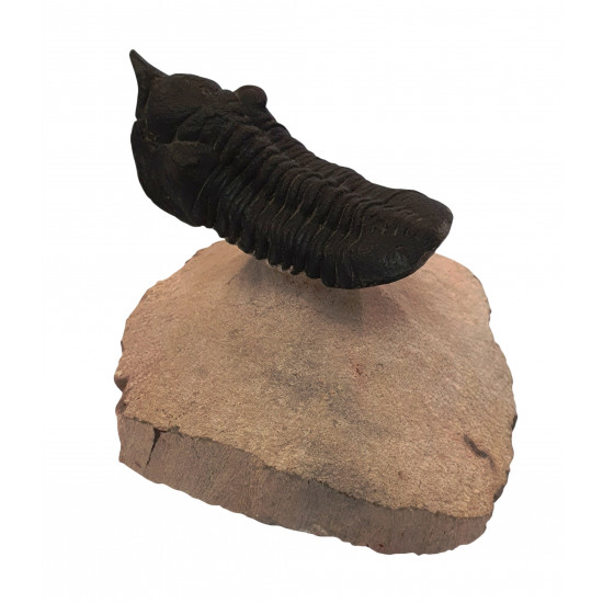 morocconites malladoides