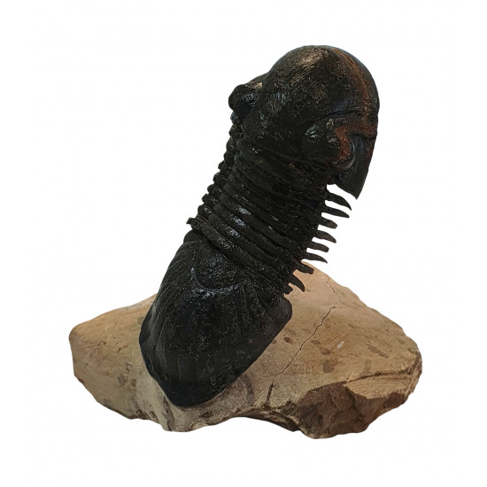 Paralejurus spatuliformis