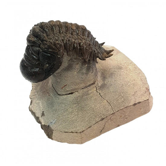 Crotalocephalus gibbus