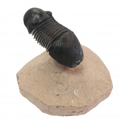 Paralejurus spatuliformis