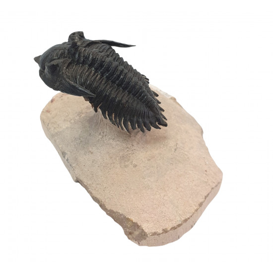 Minicryphaeus giganteus