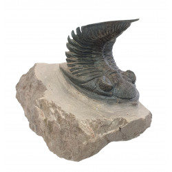 Odontochile hausmanni