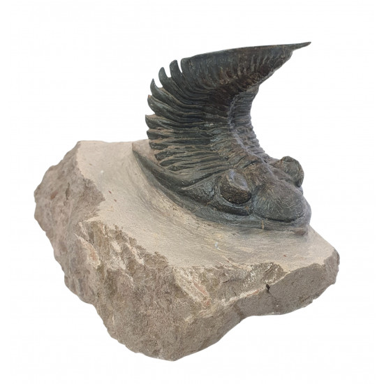 Odontochile hausmanni