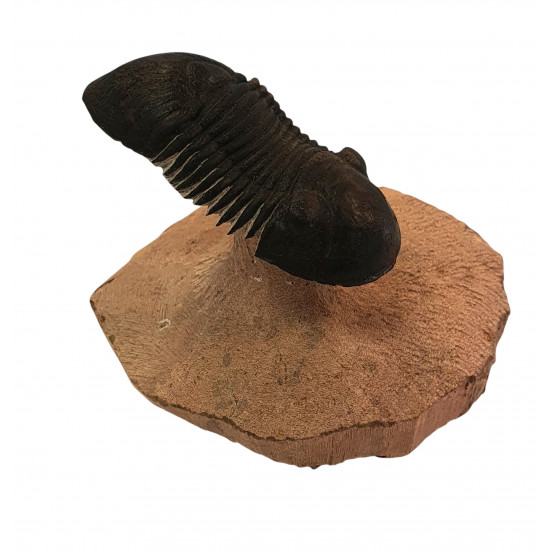 Paralejurus spatuliformis