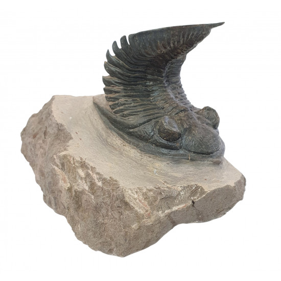 Odontochile hausmanni