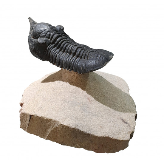 morocconites malladoides