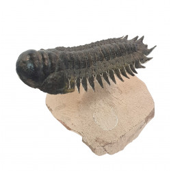 crotalocephalus gibbus