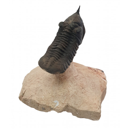 morocconites malladoides