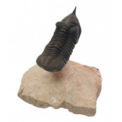 morocconites malladoides