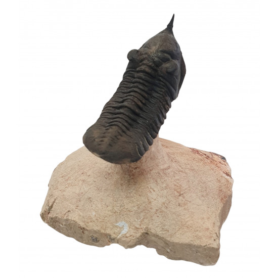 morocconites malladoides