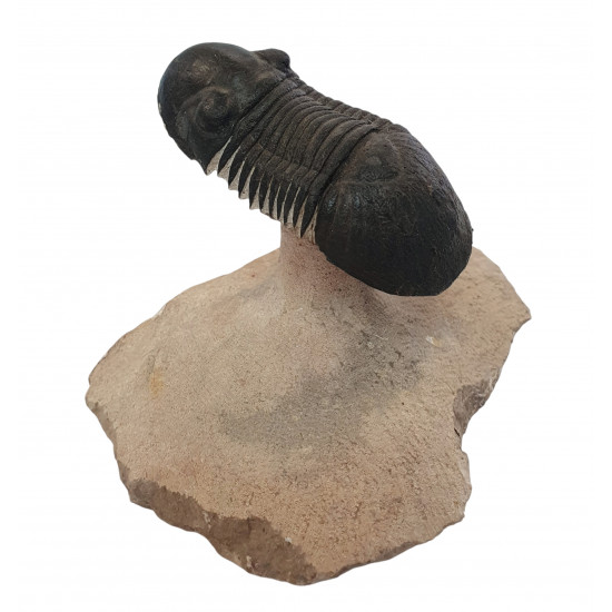 Paralejurus spatuliformis