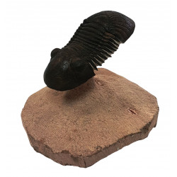 Paralejurus spatuliformis