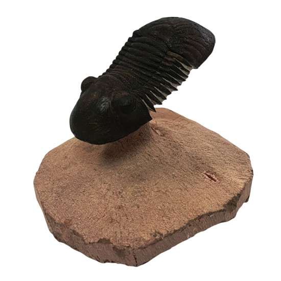 Paralejurus spatuliformis