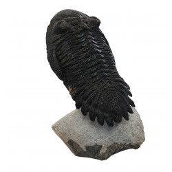 Hollardops mesocristatus