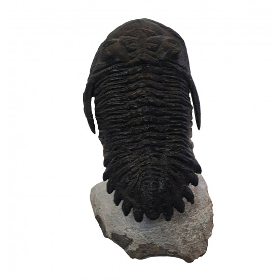 Hollardops mesocristatus