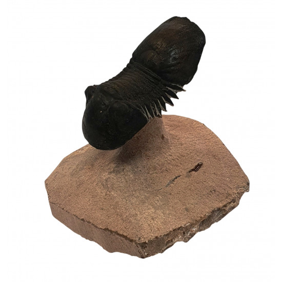 Paralejurus spatuliformis