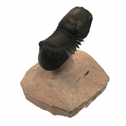 Paralejurus spatuliformis