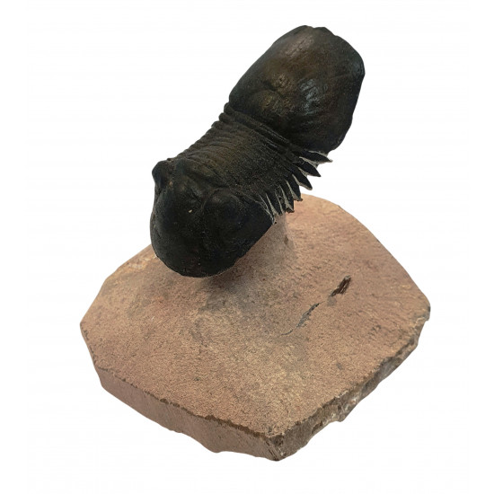 Paralejurus spatuliformis