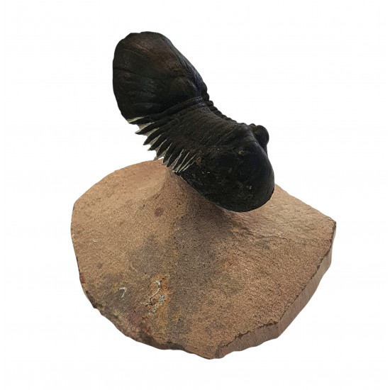 Paralejurus spatuliformis