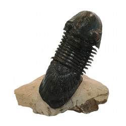 Paralejurus spatuliformis