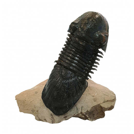 Paralejurus spatuliformis