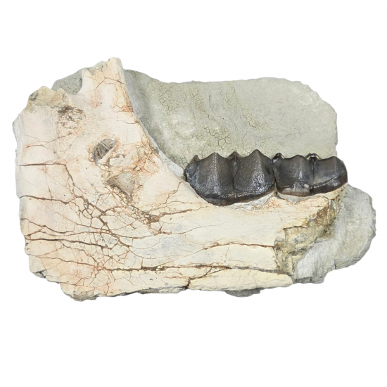 Brontotherium megaceratops (mandibule)