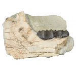 Brontotherium megaceratops (mandibule)