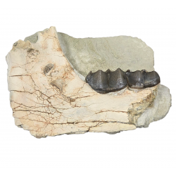 Bronthotherium megaceratops jaw