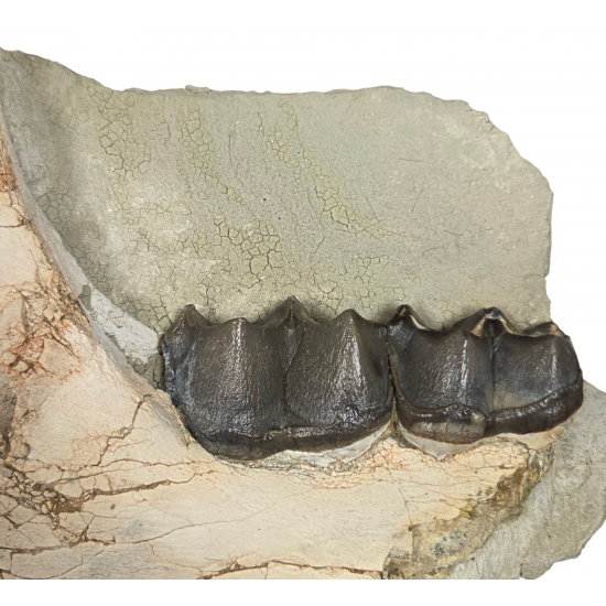 Brontotherium megaceratops (mandibule)