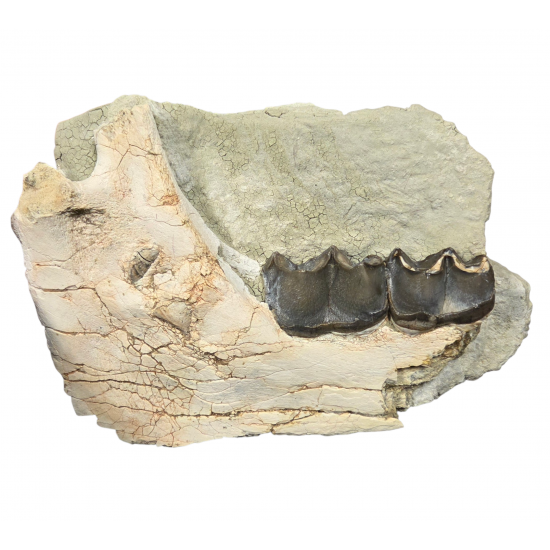 Brontotherium megaceratops (mandibule)