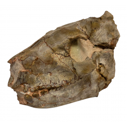 Merycoidodon culbertsoni (crane)