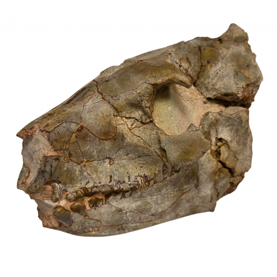 Merycoidodon culbertsoni (crane)