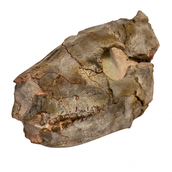 Merycoidodon culbertsoni (crane)