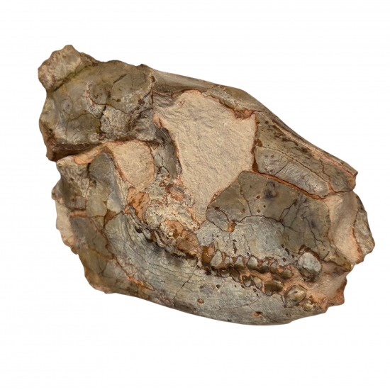 Merycoidodon culbertsoni (crane)