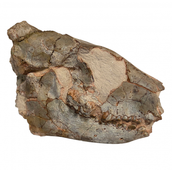 Merycoidodon culbertsoni (crane)