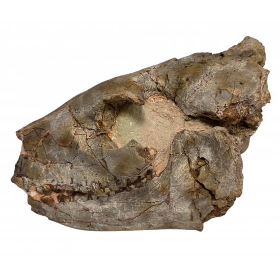 Merycoidodon culbertsoni (crane)