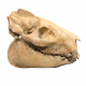 Merycoidodon culbertsoni (skull)