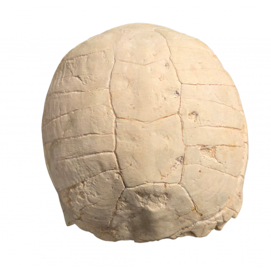 stylemys nebrascensis (turtle)