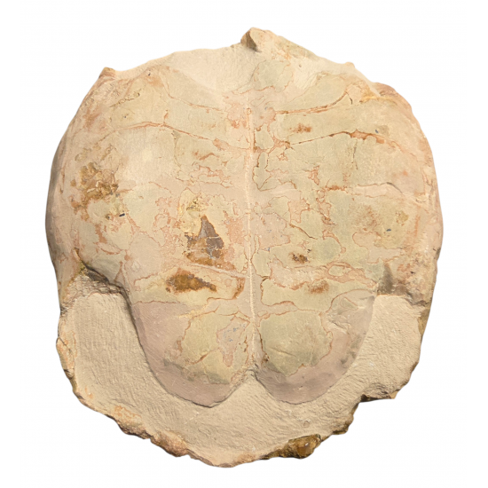 stylemys nebrascensis (turtle)