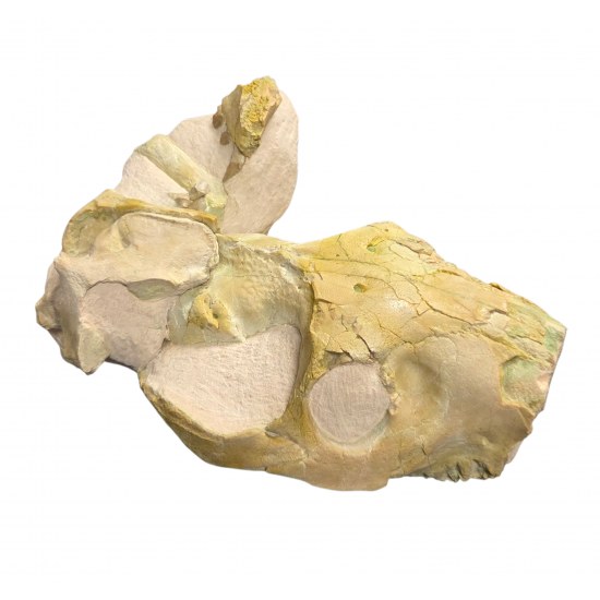Merycoidodon culbertsoni (vertebra, bones, skull)